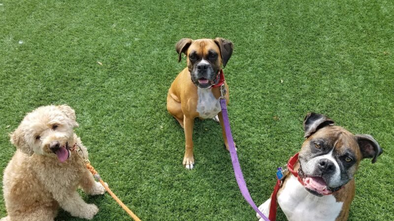 Prancing Paws of NJ - Dog walking Services - ,