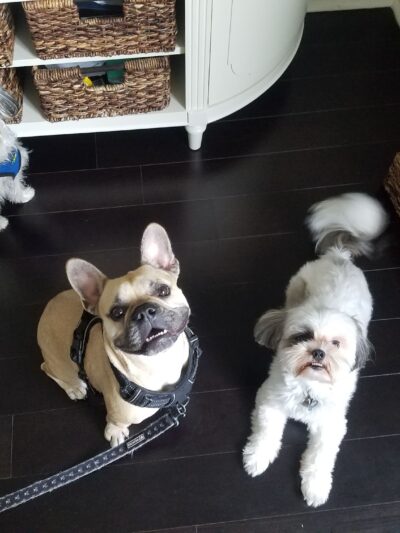 Prancing Paws of NJ - Dog walking Services - ,