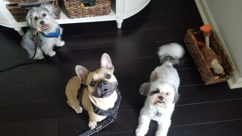 Prancing Paws of NJ - Dog walking Services - ,