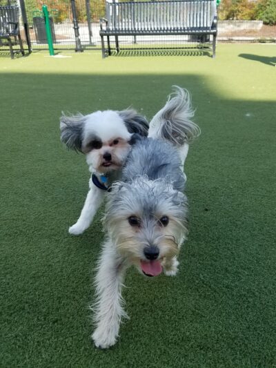 Prancing Paws of NJ - Dog walking Services - ,