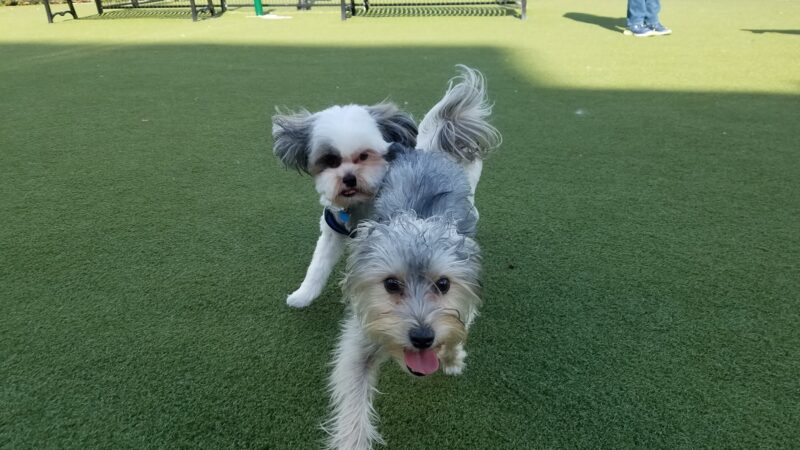 Prancing Paws of NJ - Dog walking Services - ,