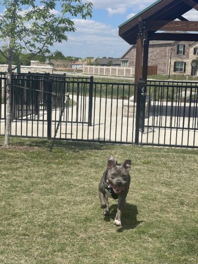 Charlie's Pet Park - Princeton, TX