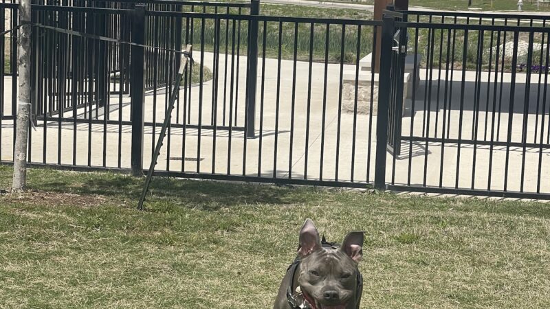 Charlie's Pet Park - Princeton, TX