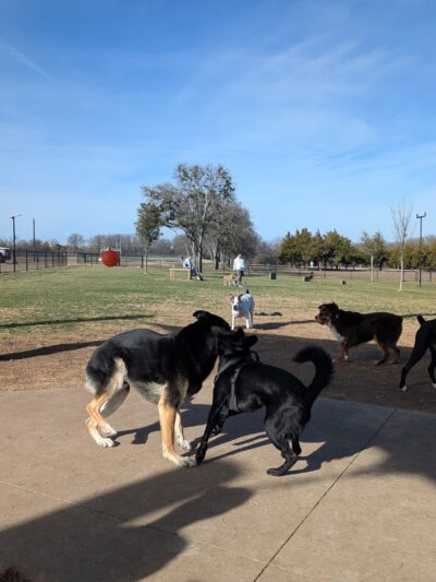 Princeton Dog Park - Princeton, TX