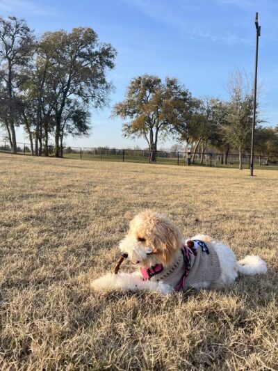 Princeton Dog Park - Princeton, TX