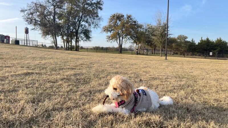 Princeton Dog Park - Princeton, TX