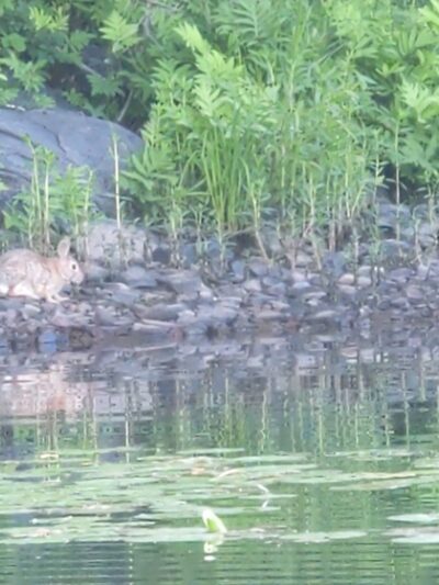 Prompton State Park - Prompton, PA