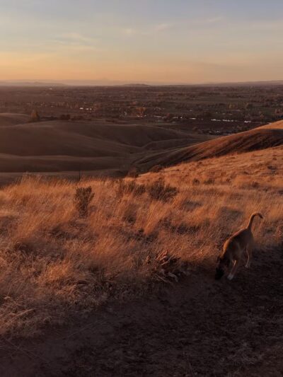 Unofficial Prosser Dog Park - Prosser, WA
