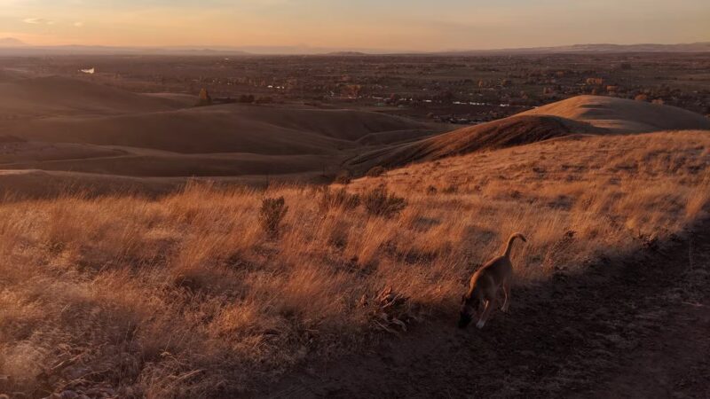 Unofficial Prosser Dog Park - Prosser, WA
