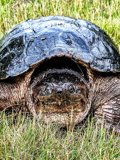 Blackstone Boulevard Park - Providence, RI