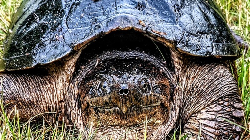Blackstone Boulevard Park - Providence, RI