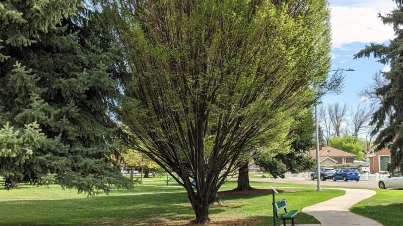 Memorial Park - Provo, UT