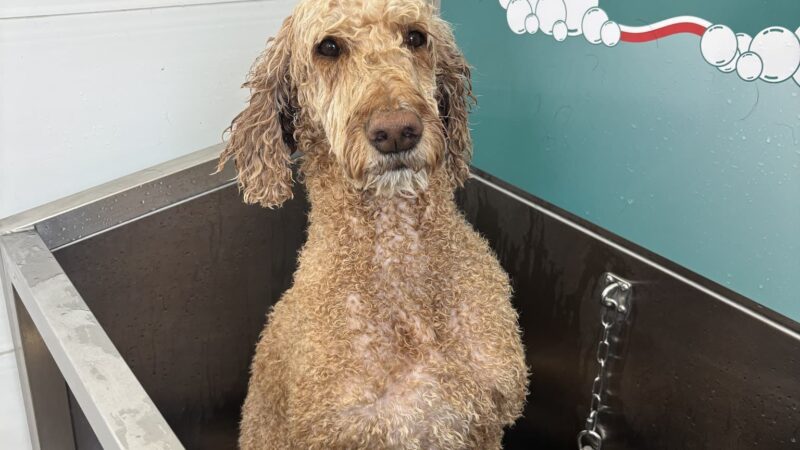 Spot and Clean Self-Serve Dog Wash - Provo, UT