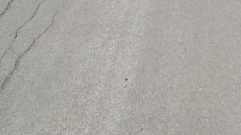 Sandy Creek State Forest - Pulaski, NY