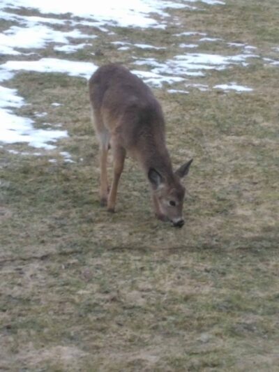 Sandy Creek State Forest - Pulaski, NY