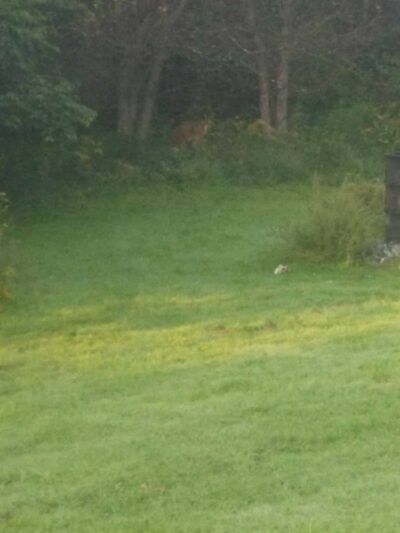 Sandy Creek State Forest - Pulaski, NY