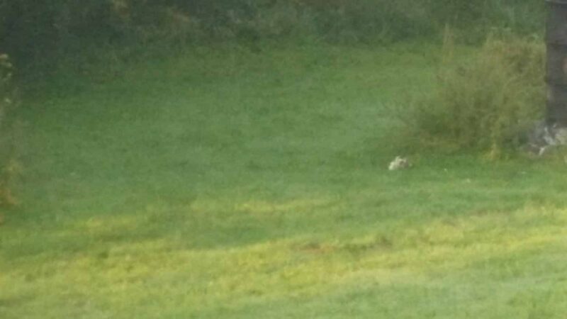 Sandy Creek State Forest - Pulaski, NY