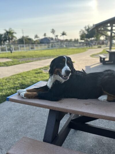 Hounds of Henry - Punta Gorda, FL