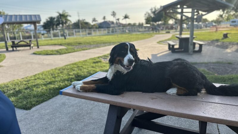 Hounds of Henry - Punta Gorda, FL