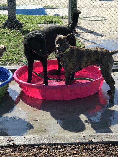 Hounds of Henry - Punta Gorda, FL
