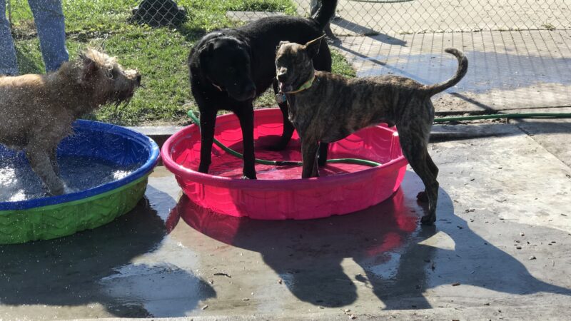 Hounds of Henry - Punta Gorda, FL