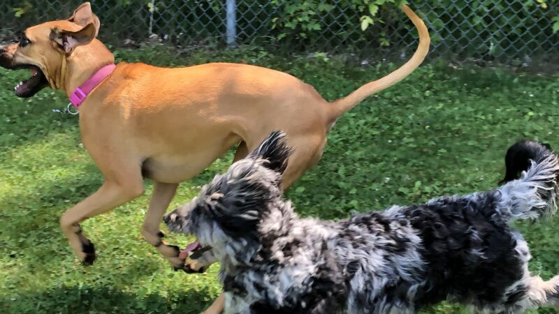 Hounds of Henry - Punta Gorda, FL
