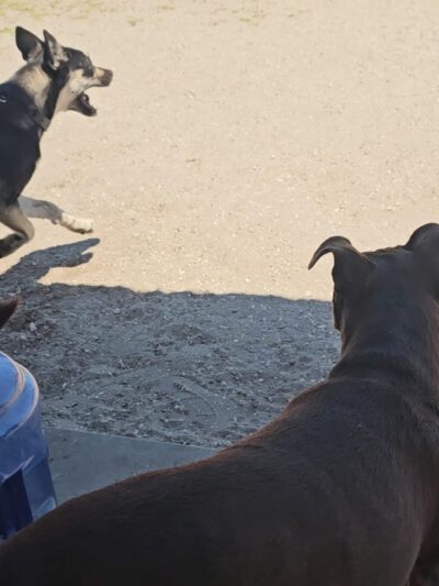 Hounds of Henry - Punta Gorda, FL