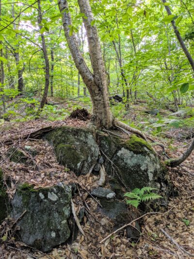 Pinnacle Trailhead, Holden Trail - Putney, VT