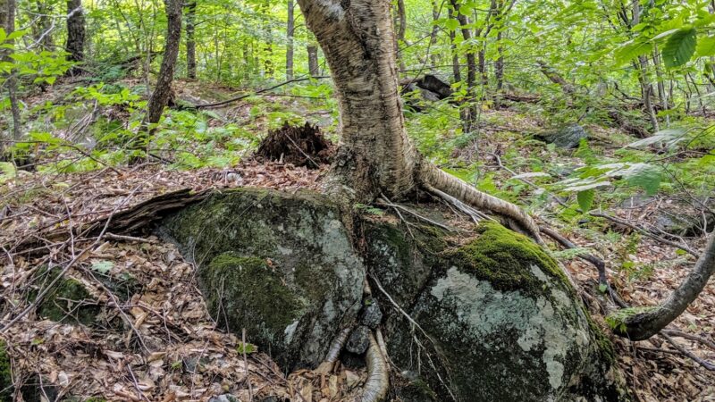 Pinnacle Trailhead, Holden Trail - Putney, VT