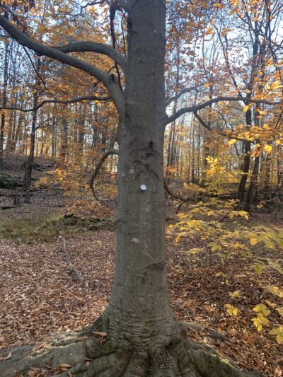 Pinnacle Trailhead, Holden Trail - Putney, VT