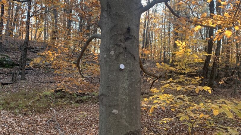 Pinnacle Trailhead, Holden Trail - Putney, VT