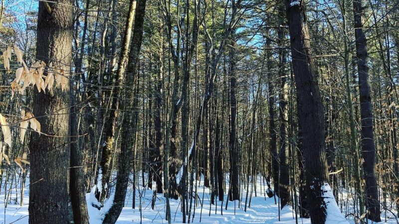 Pinnacle Trailhead, Holden Trail - Putney, VT