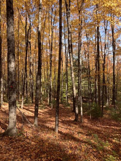 Pinnacle Trailhead, Holden Trail - Putney, VT