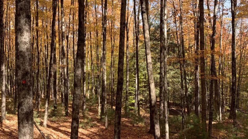 Pinnacle Trailhead, Holden Trail - Putney, VT