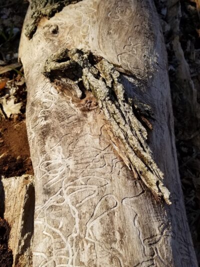 Unami Creek Park- Milford Township - Quakertown, PA