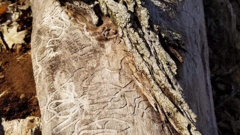 Unami Creek Park- Milford Township - Quakertown, PA