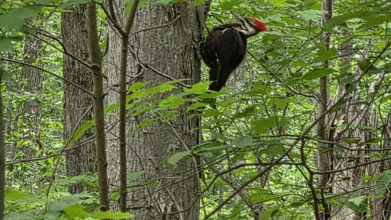 Unami Creek Trailhead - Quakertown, PA