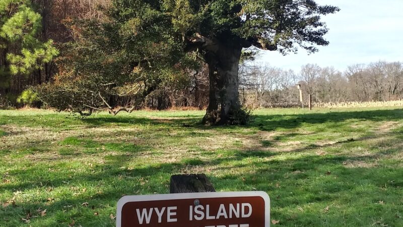 Wye Island NRMA - Queenstown, MD