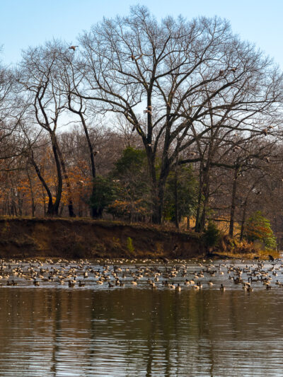 Wye Island NRMA - Queenstown, MD