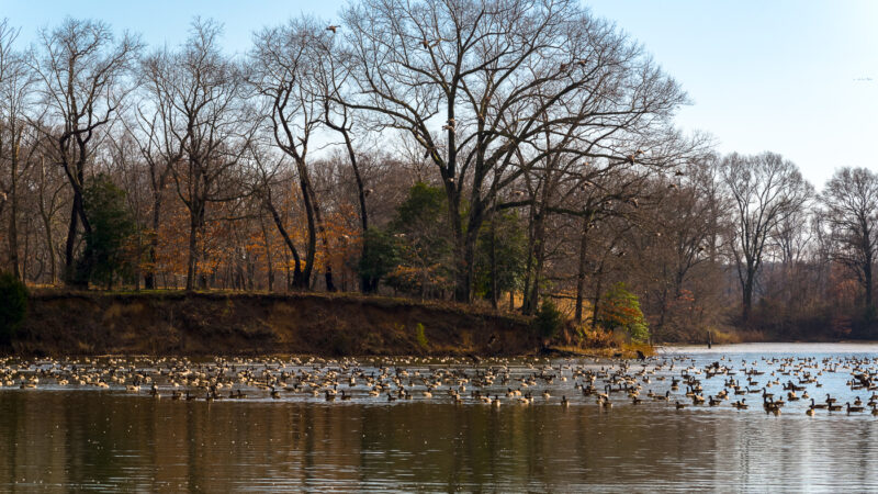 Wye Island NRMA - Queenstown, MD