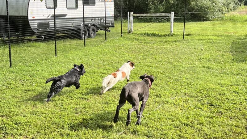 Wye River Kennel - Dog & Cat Boarding Kennel & Dog Daycare Queenstown - Queenstown, MD