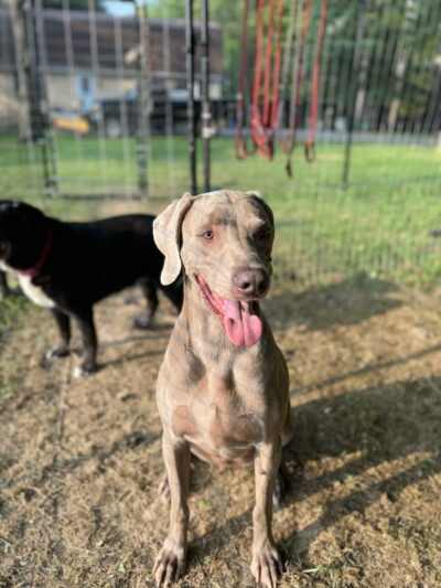 Wye River Kennel - Dog & Cat Boarding Kennel & Dog Daycare Queenstown - Queenstown, MD