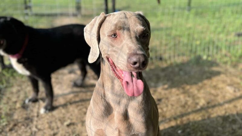 Wye River Kennel - Dog & Cat Boarding Kennel & Dog Daycare Queenstown - Queenstown, MD