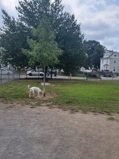 North Quincy Dog Park - Quincy, MA