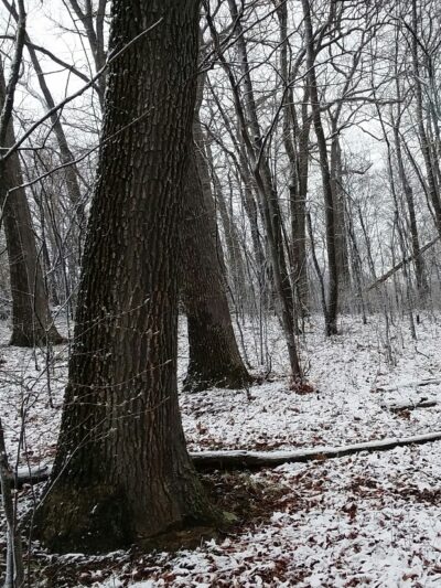 Patterson Community Park - Racine, PA