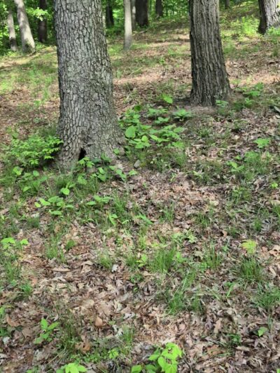 Patterson Community Park - Racine, PA