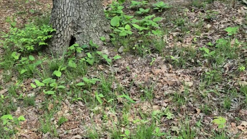 Patterson Community Park - Racine, PA