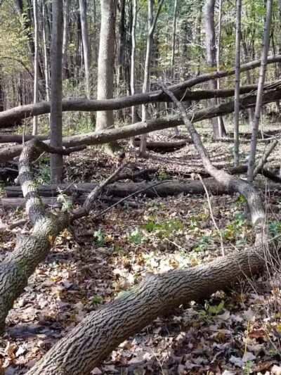 Caledonia Dog Park - Racine, WI