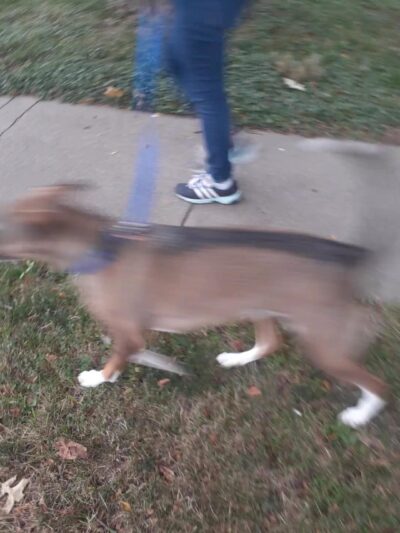 Woodbine Park - Ralston, NE