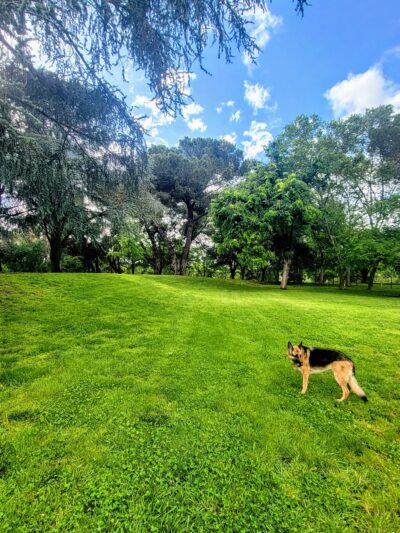 Hagan Community Dog Park - Rancho Cordova, CA